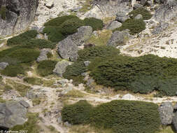 Image of Juniperus