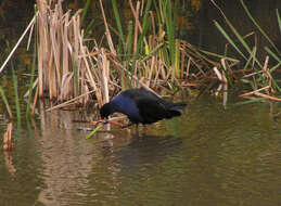 Image of Swamphen