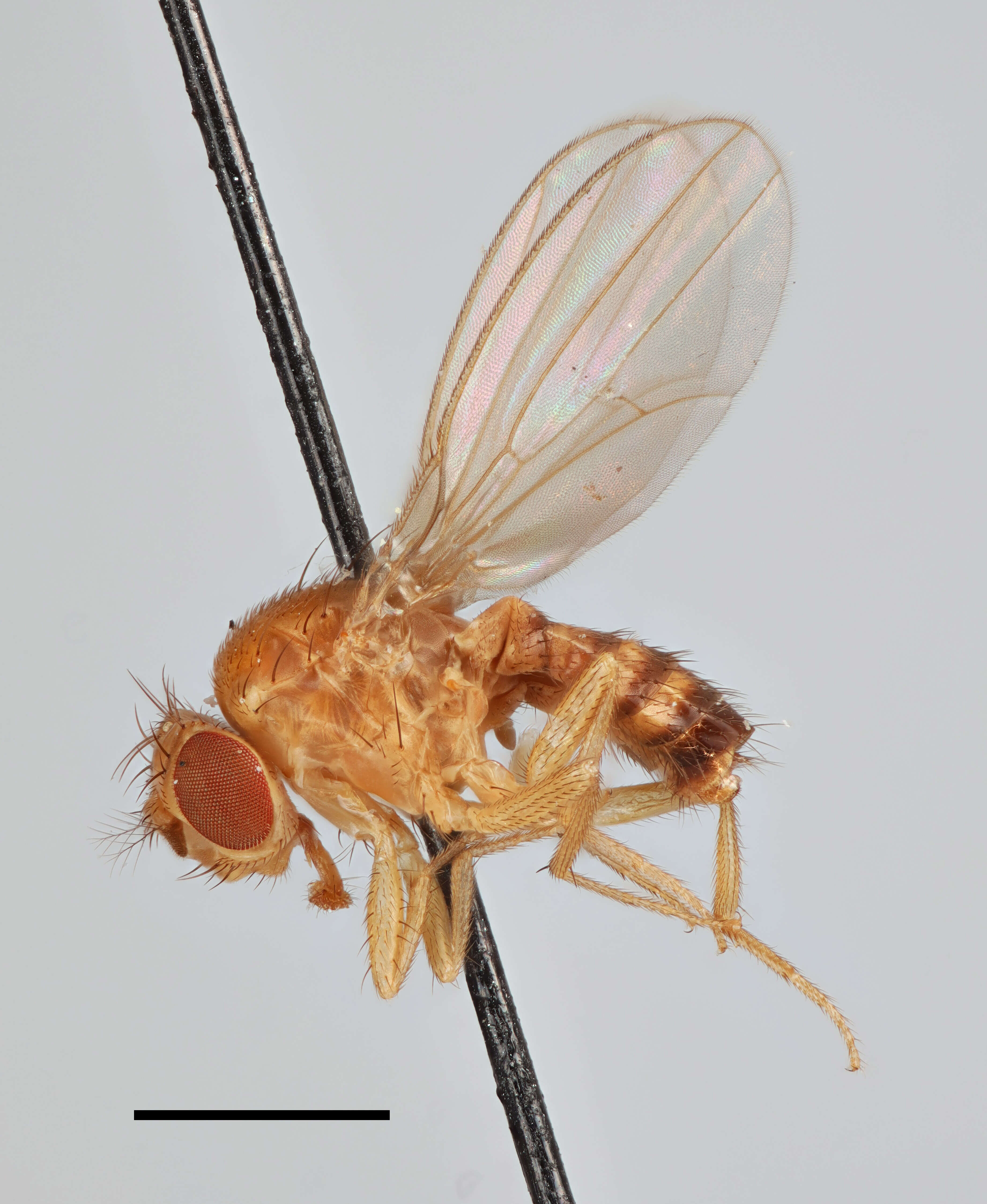 Image of fruit fly