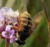 صورة Sericomyia silentis (Harris 1776)