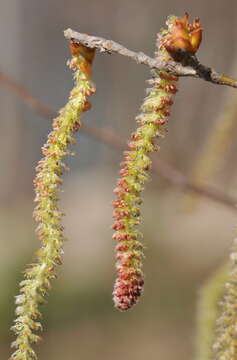 Image of White Poplar