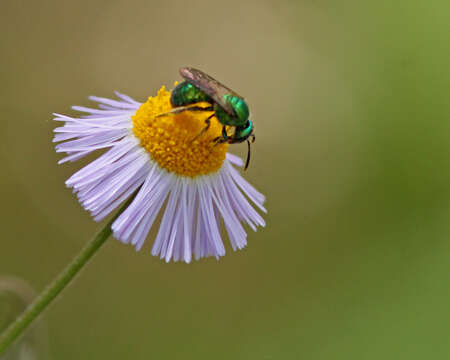 Augochlora pura (Say 1837)的圖片