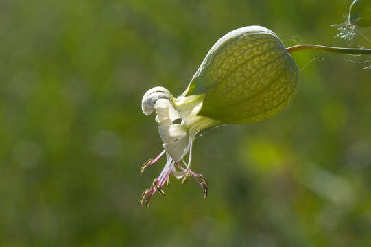 Image of Bladder Campion