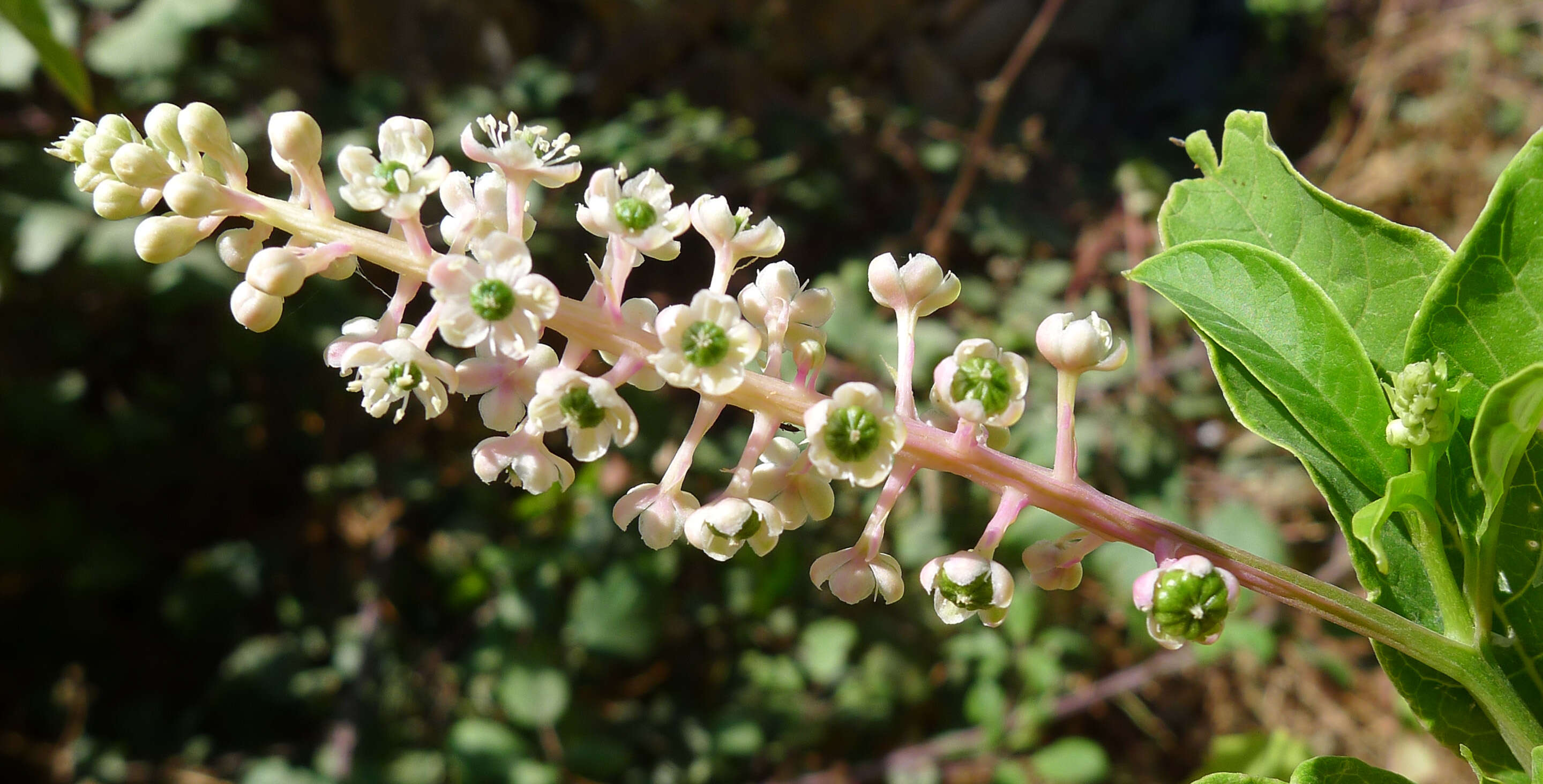 Image of pokeweed