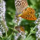 Sivun Argynnis paphia valesina Esper 1800 kuva