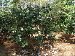 Image of camellia