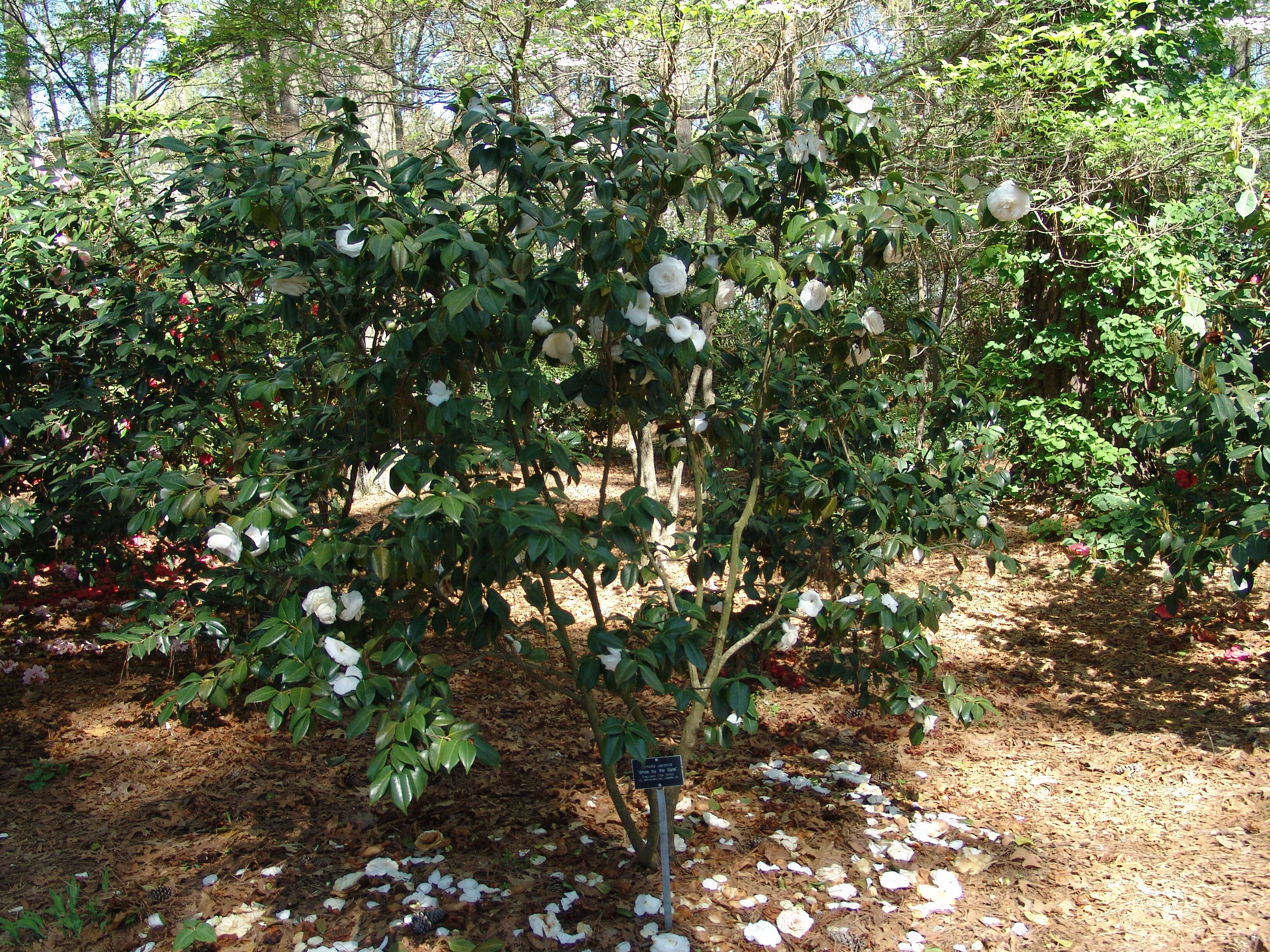 Image of camellia