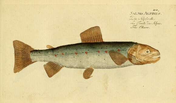 Image of Arctic Char