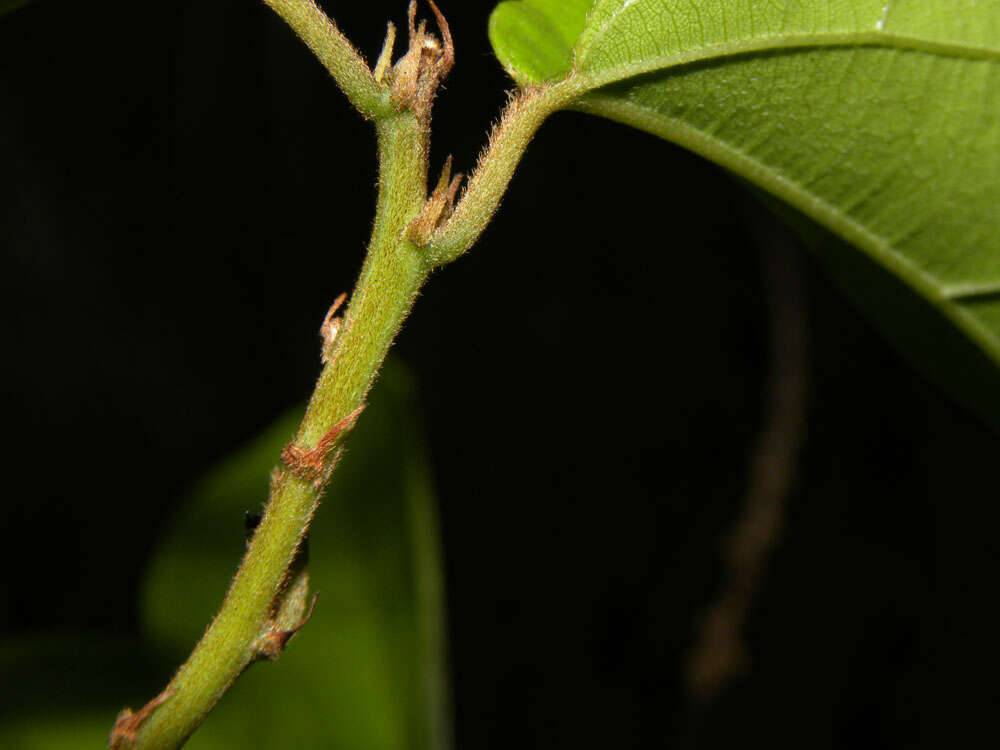 Imagem de Gouania hypoglauca Standl.