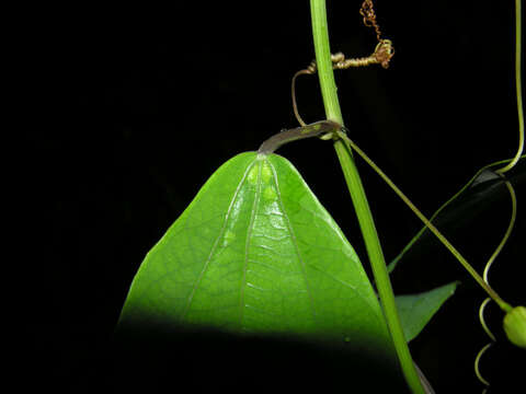 Sivun Passiflora talamancensis Killip kuva