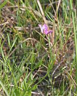 Image of largeflower rose gentian