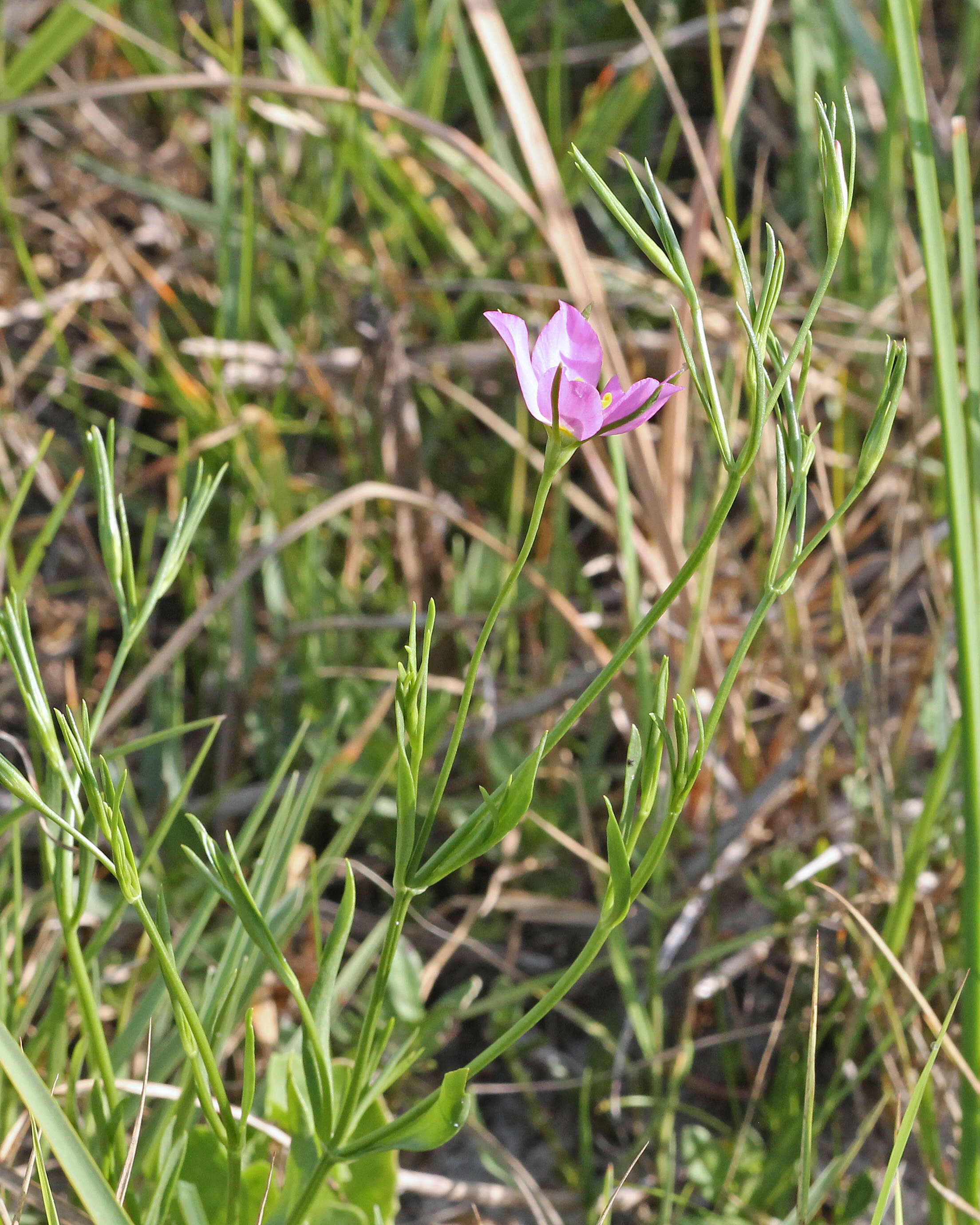 Image of largeflower rose gentian