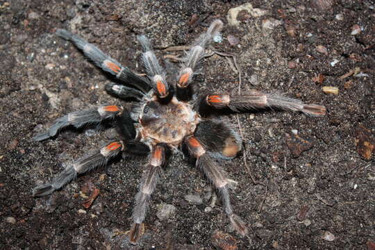 Image of Mexican flameknee tarantula