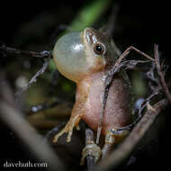 Image of Spring Peeper