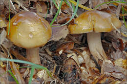 Imagem de Tricholoma ustale (Fr.) P. Kumm. 1871