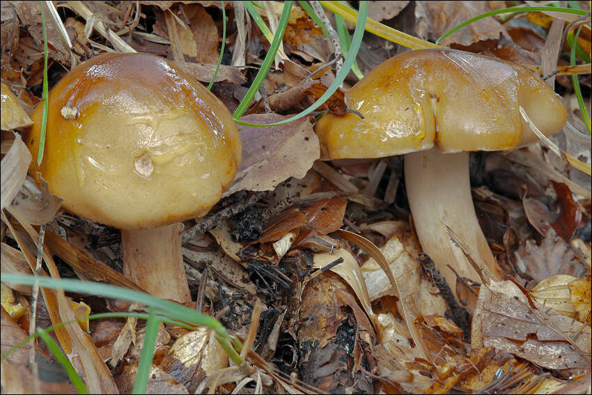 Image de Tricholoma