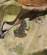 Image of Rhinella margaritifera (Laurenti 1768)