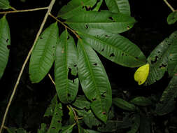 Plancia ëd Ardisia dunlapiana P. H. Allen