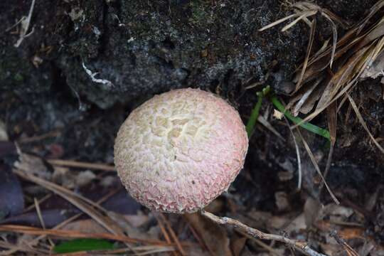 Image of Boletellus