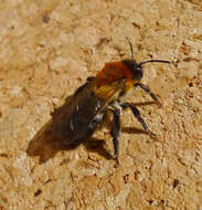 Image of Mining Bees