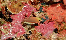 Image of Talbot&#39;s damsel