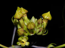 Image of Prestonia longifolia (Sessé & Moç.) J. F. Morales