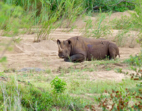 Image of Black Rhinoceros