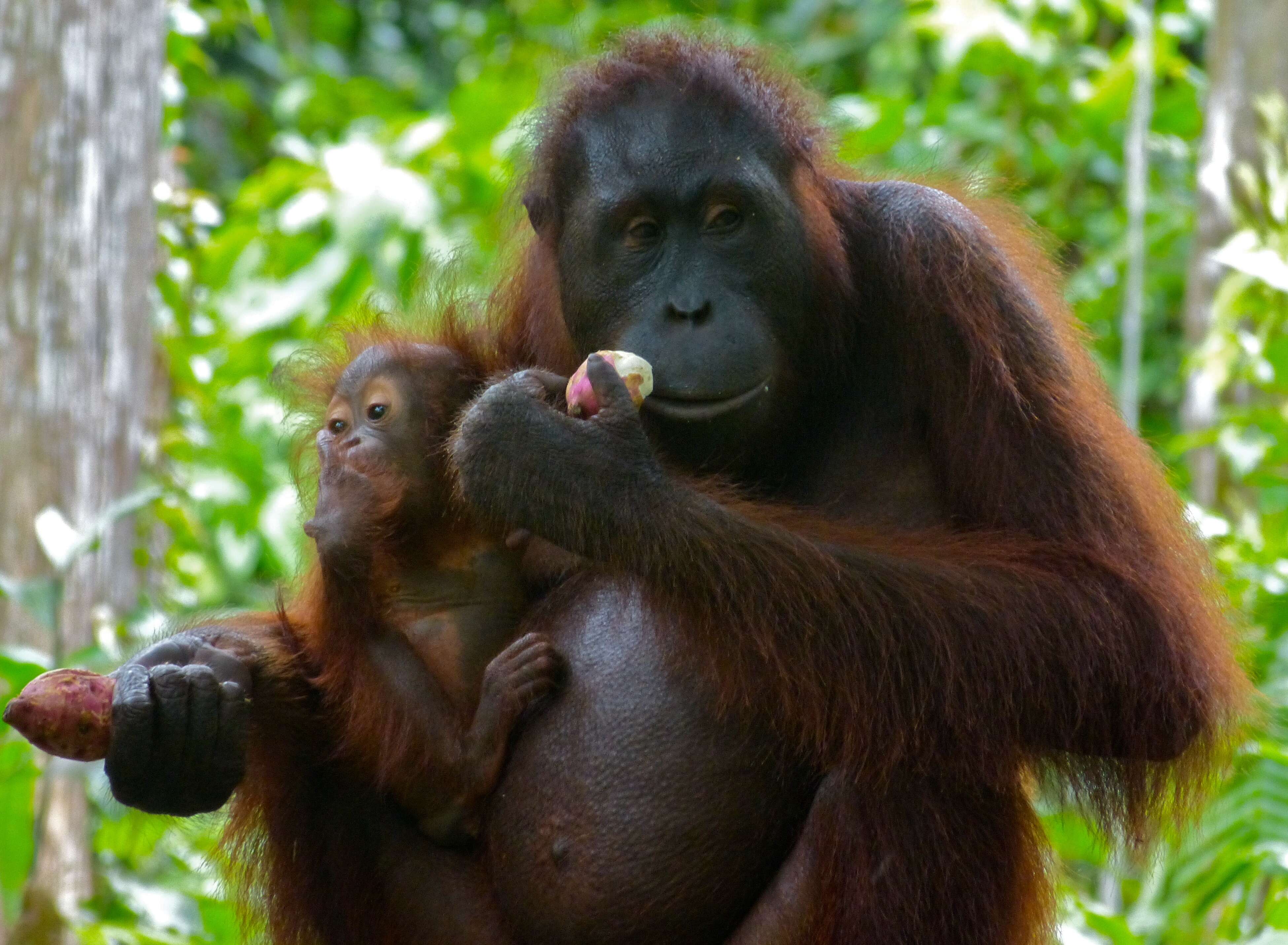 Image of Bornean orangutan