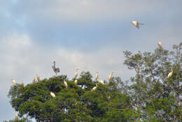 Image of Great Egret