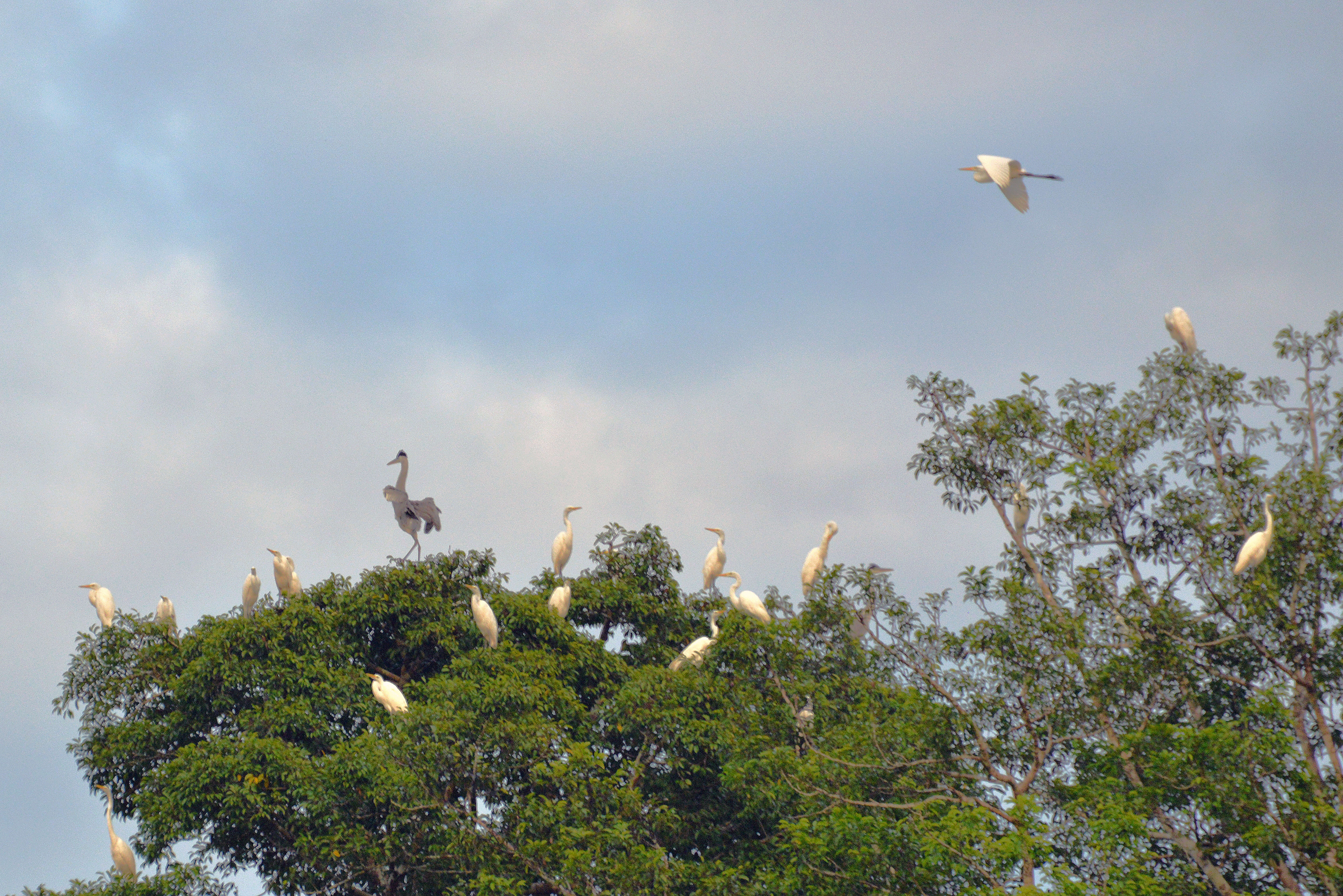 Image of Great Egret