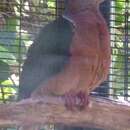 Image of Purple-tailed Imperial Pigeon