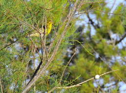 Image of serin, european serin