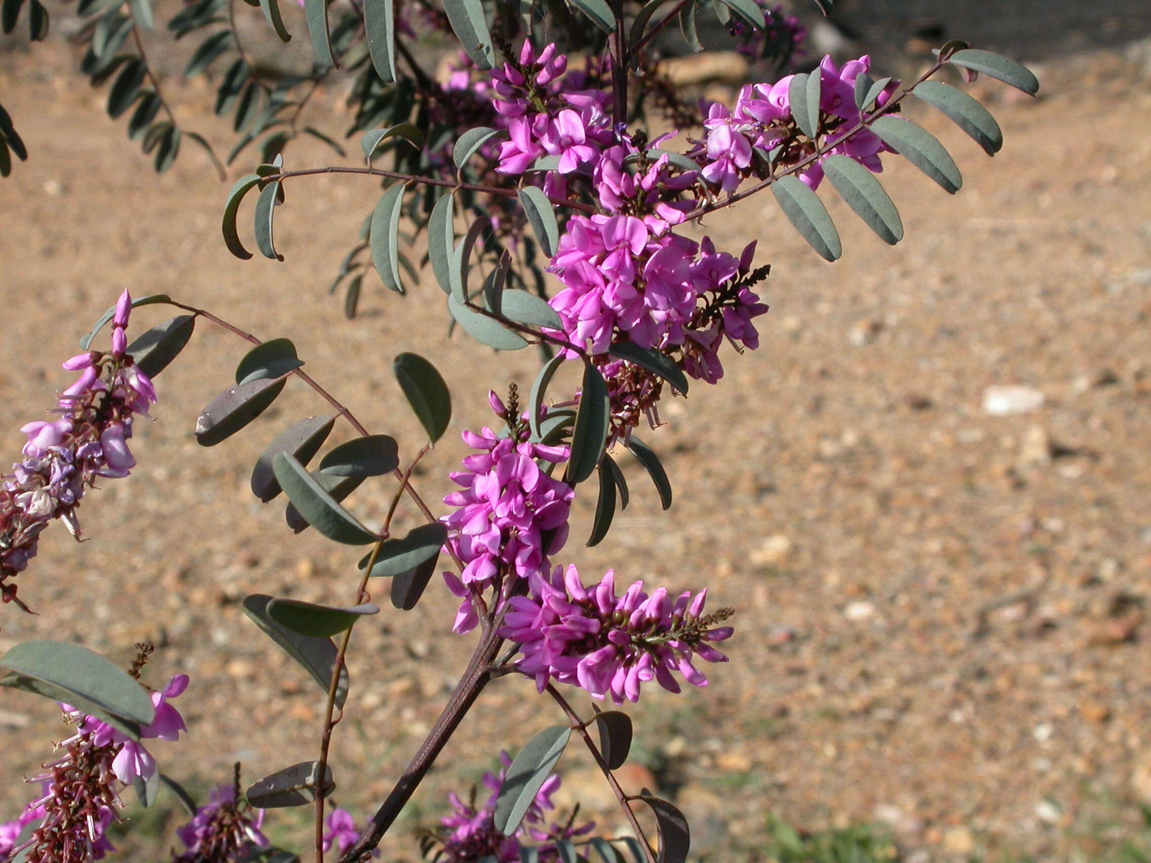 Image de Indigofera australis Willd.