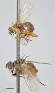 Image of Tiger Flies