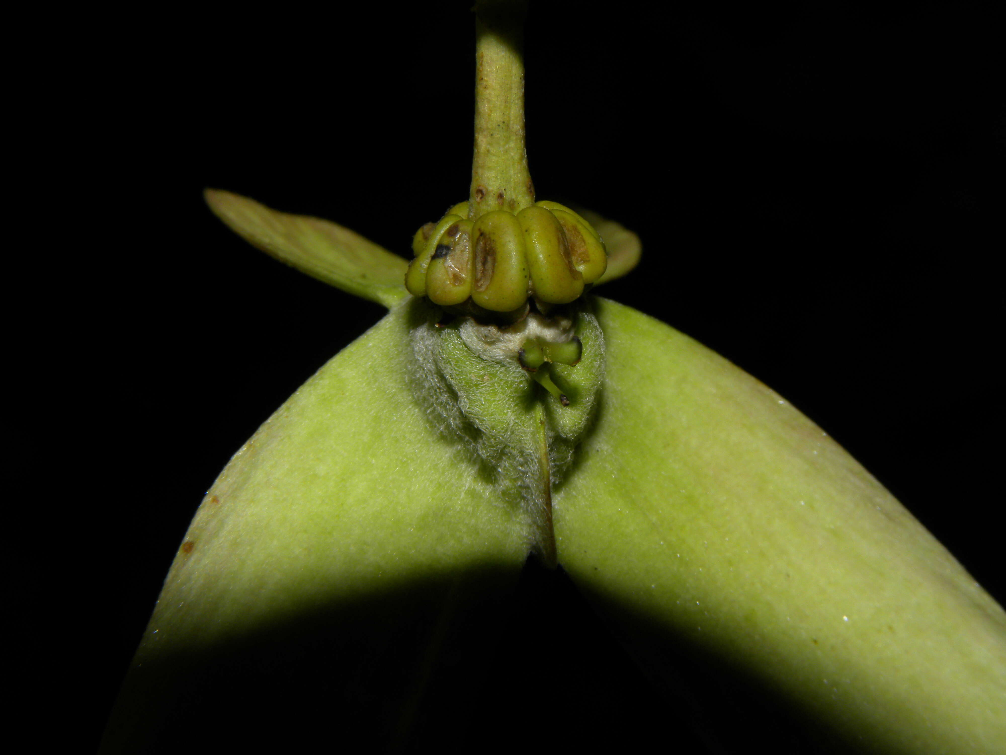 Image of Tetrapterys tinifolia Triana & Planch.