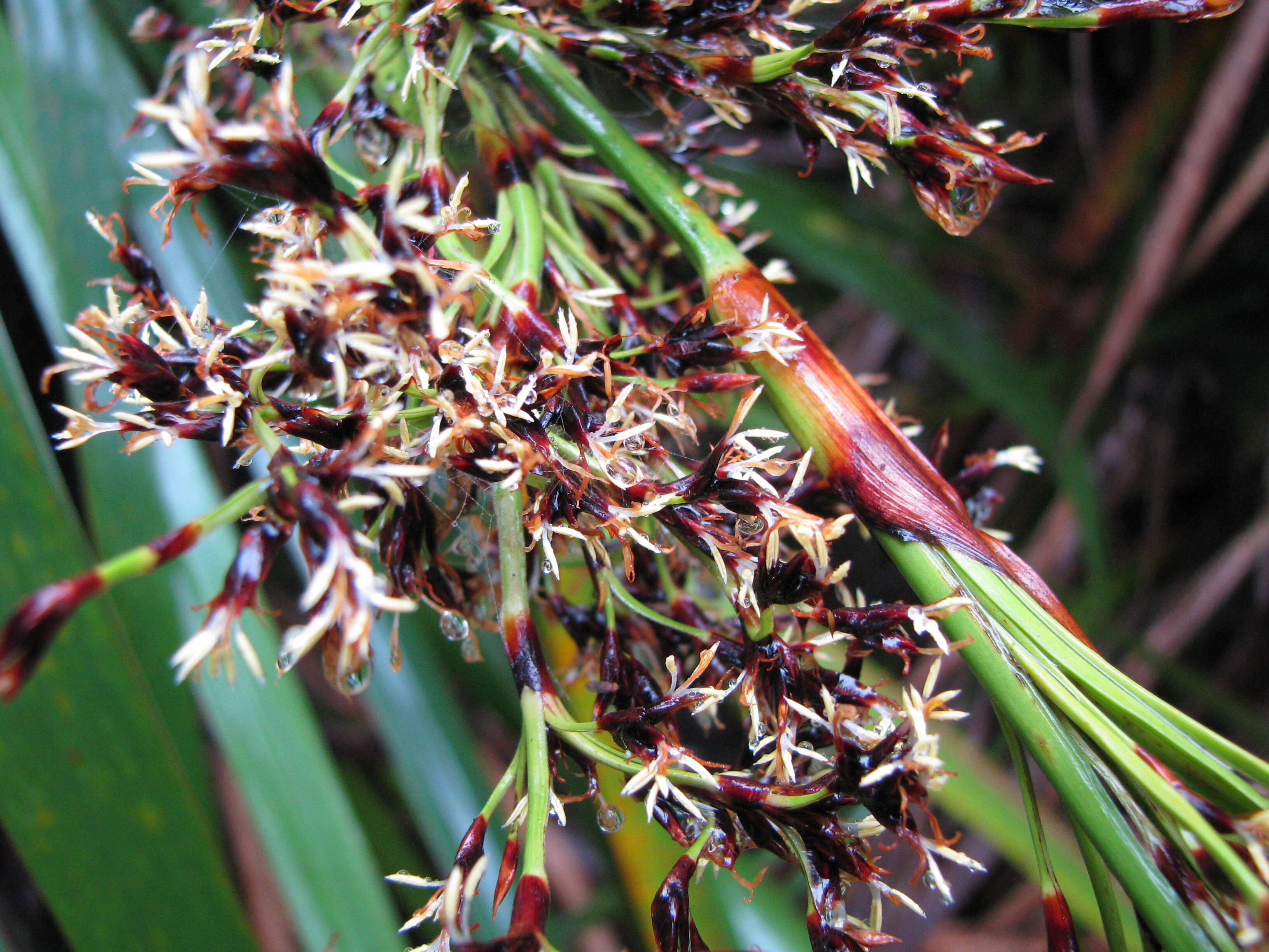 Imagem de Machaerina angustifolia (Gaudich.) T. Koyama