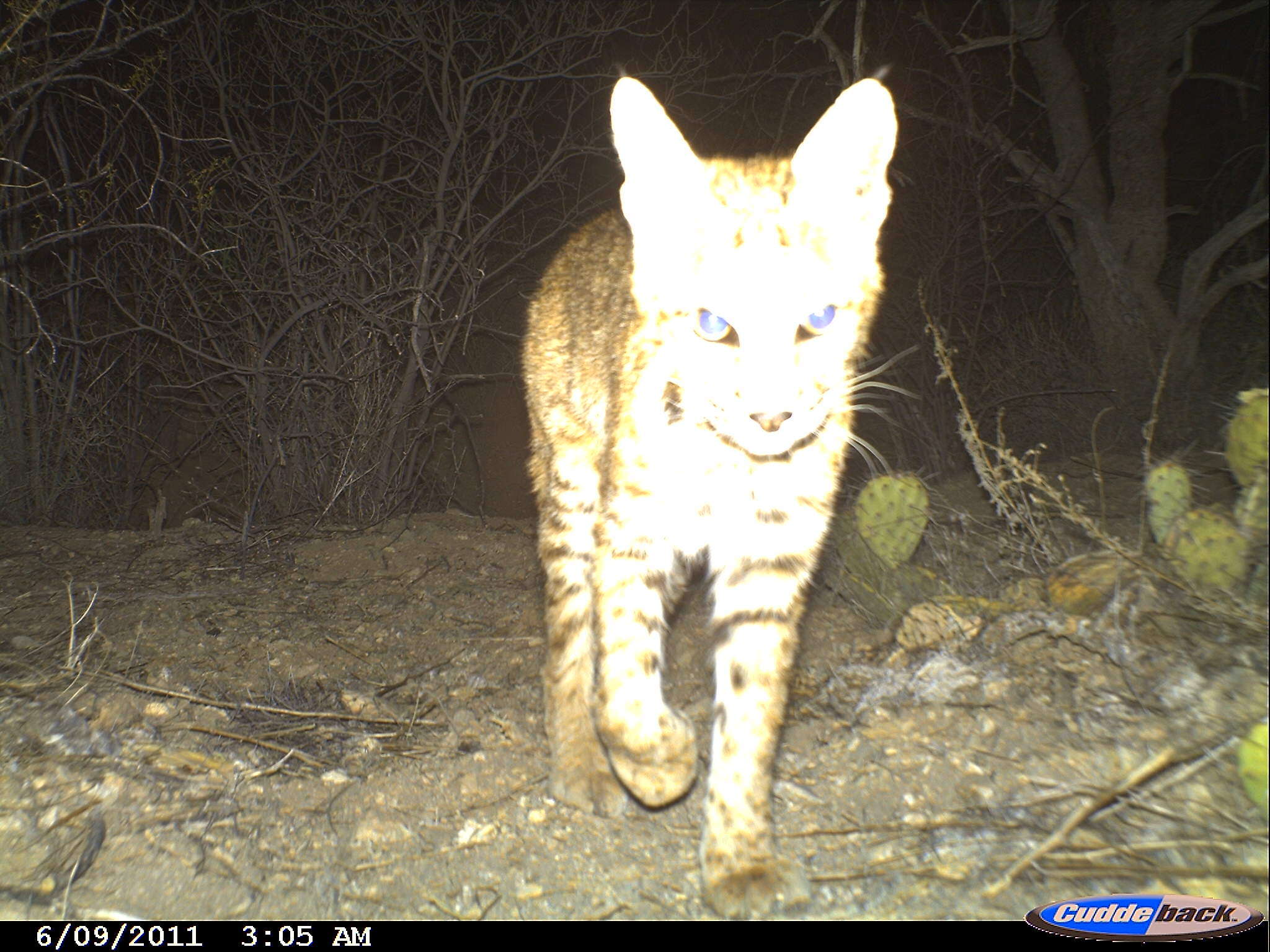 Image of Mexican bobcat