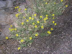 صورة Mentzelia multiflora (Nutt.) Gray