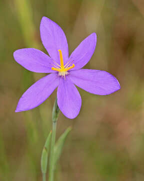 Imagem de Nemastylis floridana Small