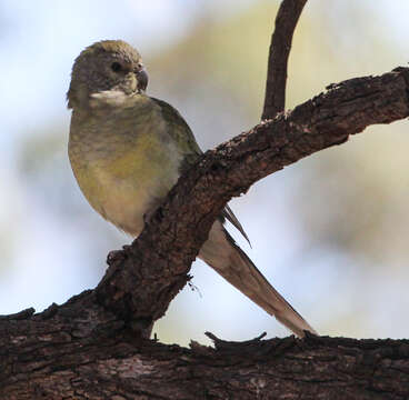 Image of Psephotus Gould 1845