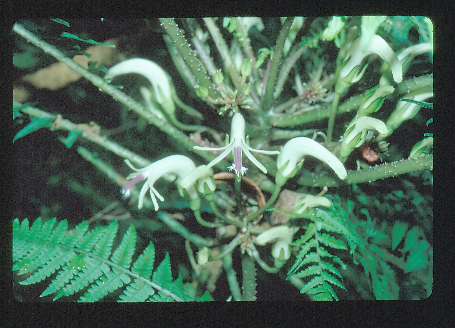 Image of cyanea