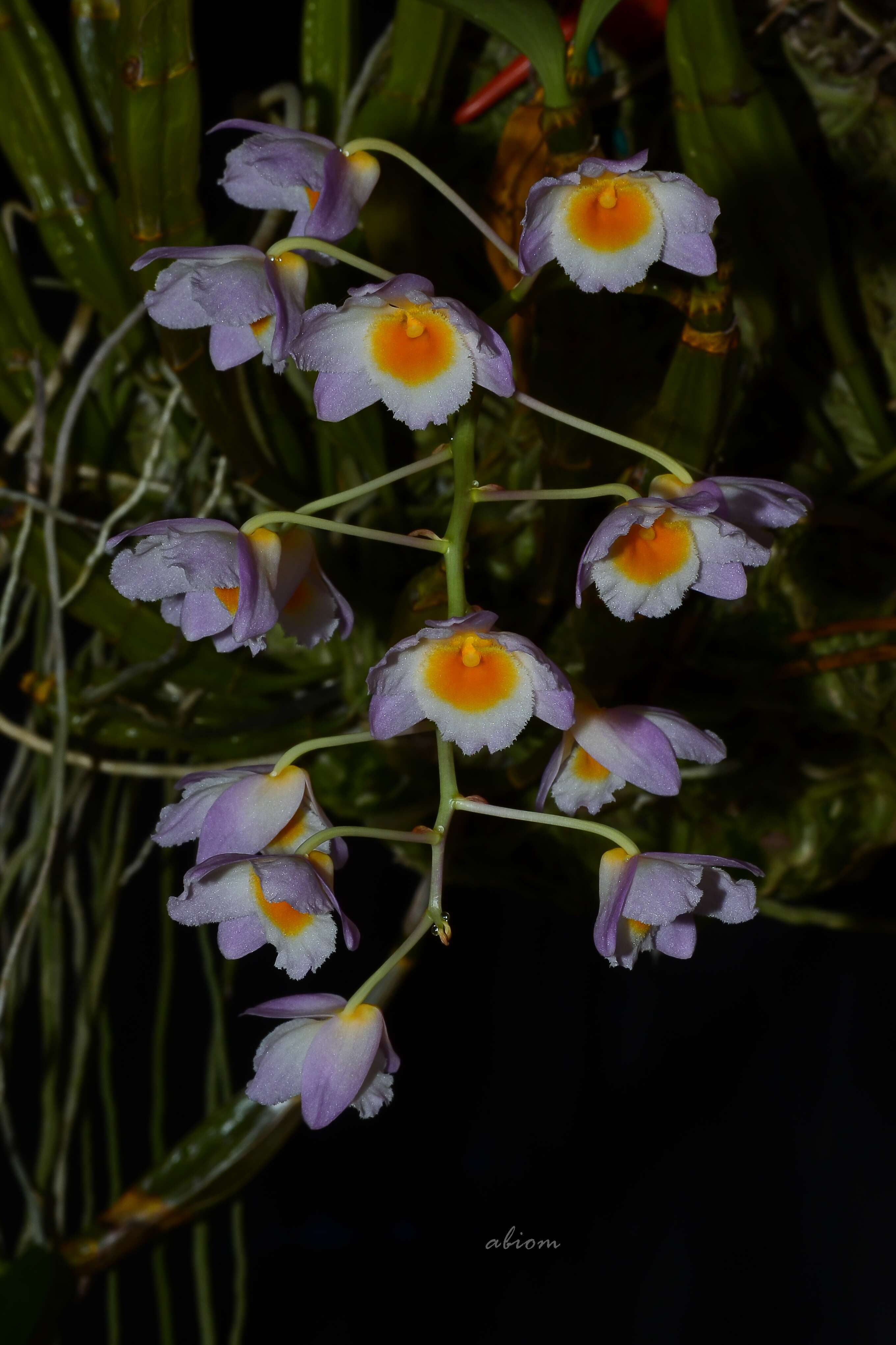 صورة Dendrobium farmeri Paxton