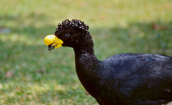 Image of Yellow-knobbed Curassow