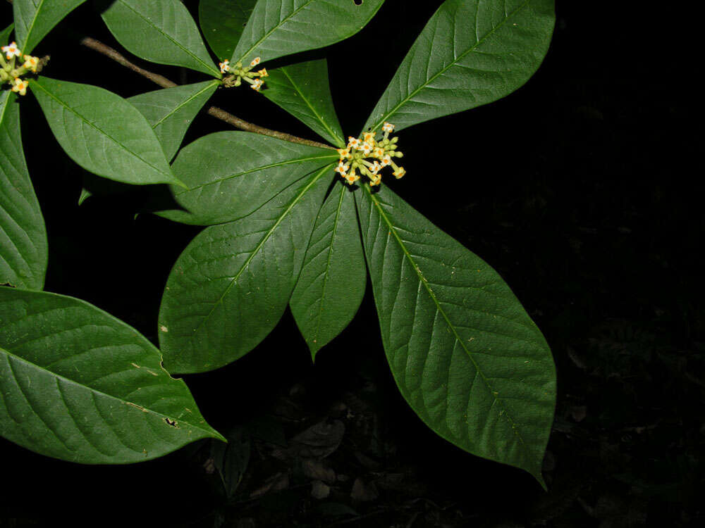 Image of Daphnopsis costaricensis K. Barringer & Grayum