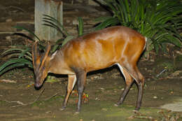 Image of Barking Deer