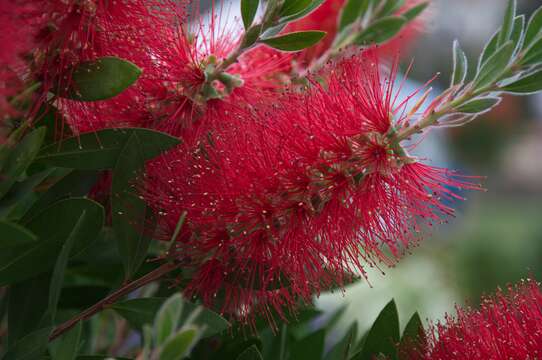 صورة Callistemon citrinus (Curtis) Skeels