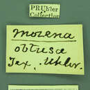Image of Mozena obtusa Uhler 1876