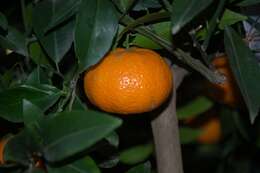 Image of citrus