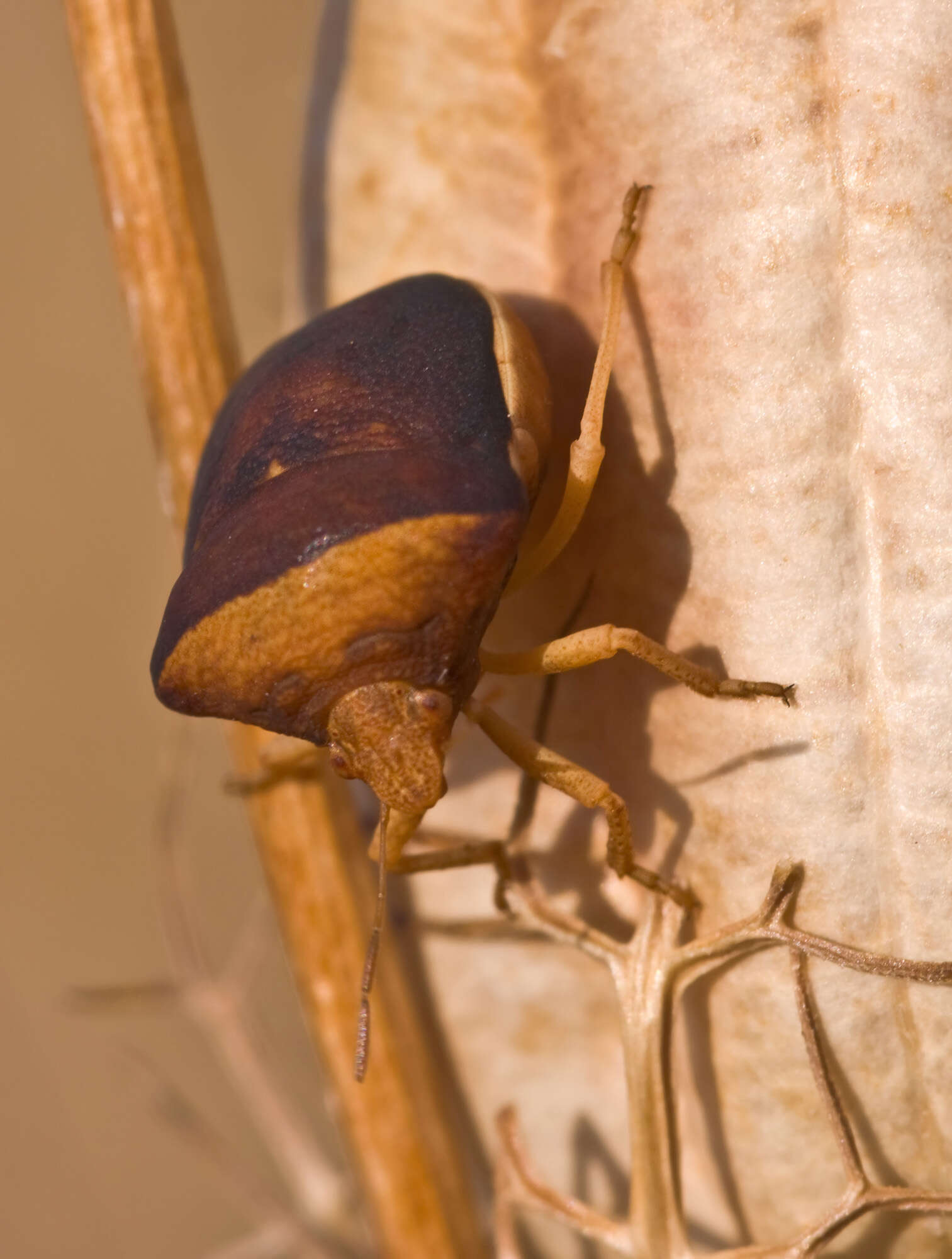Image of <i>Ventocoris rusticus</i>