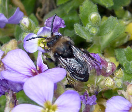 Image of Melecta albifrons (Forster 1771)